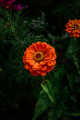  Beautiful colored spring flowers blurred background