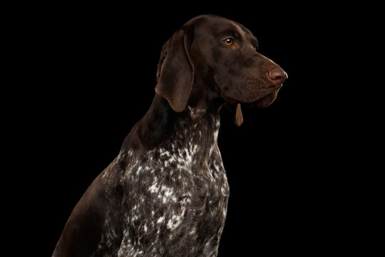 Potrait of German Shorthaired Pointer Dog or Kurzhaar in Profile view on Isolated Black Background