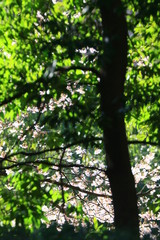 Obraz premium 森林浴