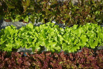 Leaf vegetable at seedling shop