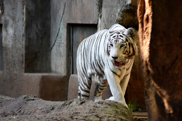 white tiger in zoo