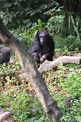 Chimpanzee, a kind of apes