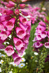 flowers in the garden