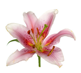 Pink color lily