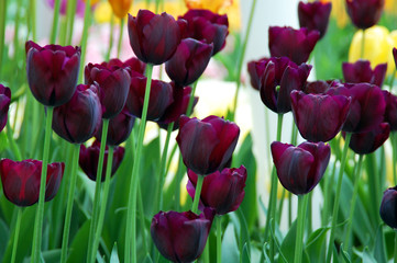 Closeup of tulips blooming in spring season in the world's largest flower gardens, Keukenhof, Netherlands. 