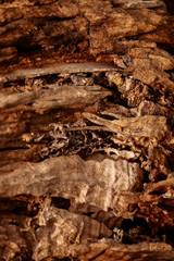 dark brown and wooden background
