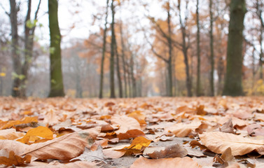 autumn leaves in park