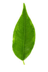 green ficus leaf on a white background. Cut with a pen. Full depth of field.