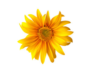 Small sunflower isolated on white background. Full depth of field (all details in focus). Clipping path included.