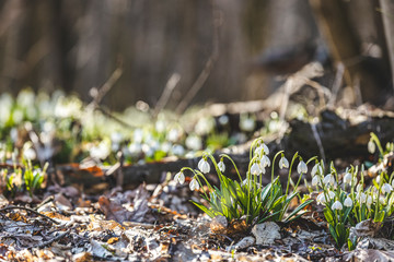 Beautiful magic snowdrops in spring forest. Scenic view of the spring forest with blooming flowers. White blooming snowdrop folded or Galanthus plicatus in the forest background