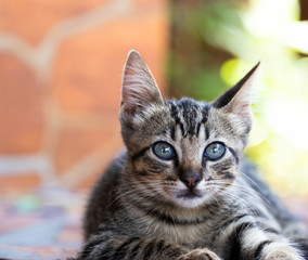 Fototapeta premium cat with eyes