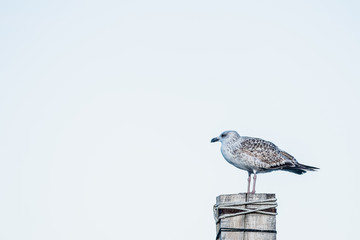 Mouette rieuse posée sur un poteau en bois