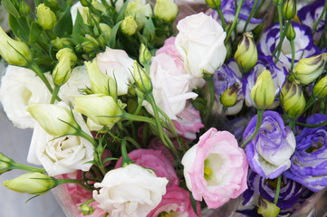 Eustoma russellianum or texas bluebells white pink and blue flowers