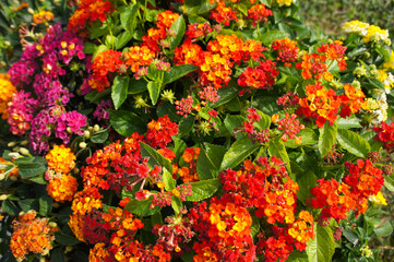 Shrub of lantana camara with orange, yellow and red flowers