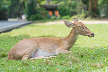 deer sleep on green grass in the garden of zoo