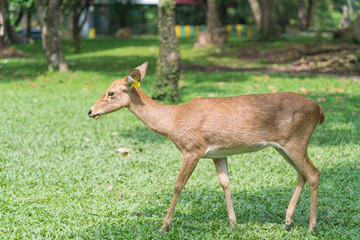 deer on green grass in the garden of zoo
