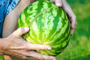 watermelon in the hands of a guy on nature in the park