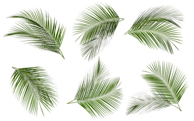 Set of tropical leaves on white background
