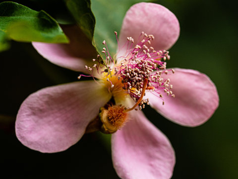 Urucum, Uruc&uacute;, Onoto
