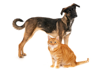 Sitting ginger cat and standing crossbreed dog together on white