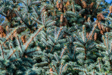 The natural backdrop of the blue spruce, with thin and soft with needles and brown cones, coniferous forest landscape closeup