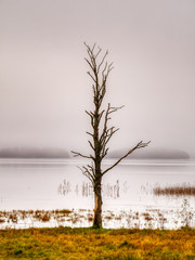 dead tree in autumn by misty lake