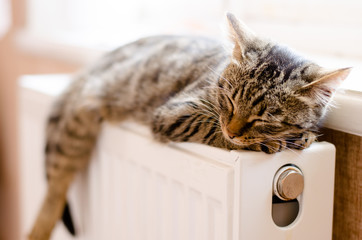 Striped kitten sleeps on a radiator near the window