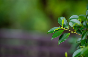 Beautiful green leaves in the rainy season. Natural concept