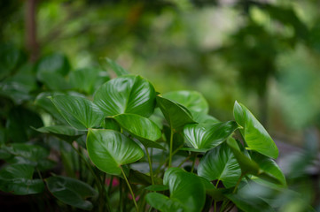 Fototapeta na wymiar Beautiful green leaves in the rainy season. Natural concept