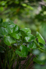 Beautiful green leaves in the rainy season. Natural concept