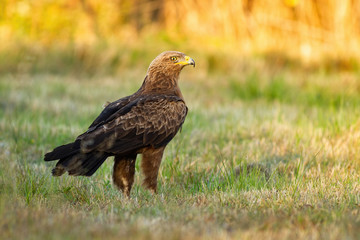 Lesser spotted eagle, clanga pomarina, staring alertly on a meadow with grass in nature. Bird with brown feathers and yellow beak from back low angle view with copy space.