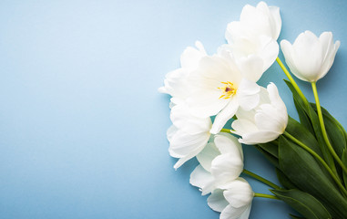 Fototapeta na wymiar White tulips on blue background top view. Happy spring Holidays. Valentine's day. Birthday. Women's day. Easter. Flower wedding card, invitation, banner 