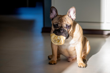 french bulldog in front of white background