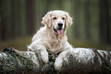 happy golden retriever dog portrait on a fallen tree in the forest