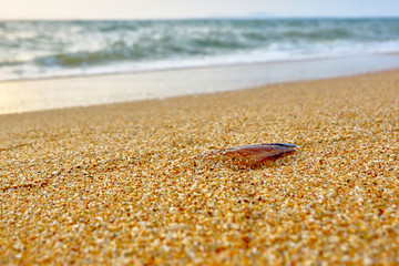 Seashells on the seashore