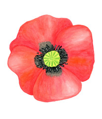 Watercolor red Poppy. Hand drawn botanical Papaver flower head illustration isolated on white background. Bright field plant for cards, invitations, decoration, design