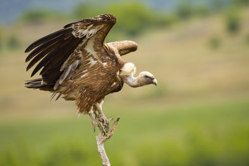 Fierce eurasian griffon, gyps fulvus, taking off from a dry tree in summer nature with copy space. Wild scavenger bird with brown plumage and white bill spreading wings.
