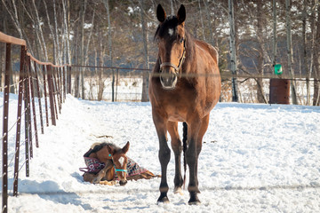 mother horse and her foal laying on the snow