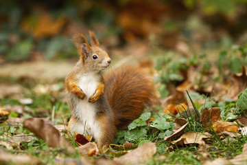 Naklejka na ściany i meble Adorable red squirrel, sciurus vulgaris, standing on the dry foliage. Orange rodent having a guard in the park. Little creature looking for some nuts. Concept of astuteness.