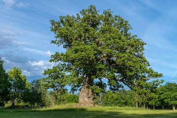 Old knotty oak tree in a summer field