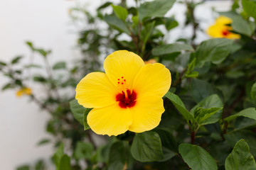 Hibiscus amarillo foto naturaleza