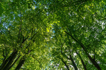 View at the crowns of green beech trees in sunlight
