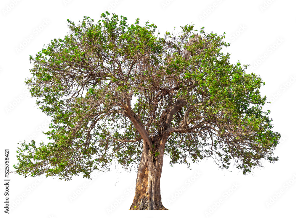 Poster isolated tree on white background