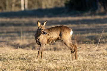 Female roe deer sounding to alert the other deer