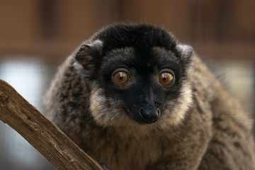 Portrait of brown lemur. It is one of the most lemurs in Madagascar. (Eulemur fulvus fulvus)