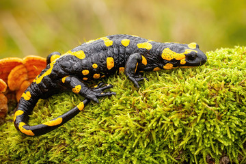 Adult fire salamander, salamandra salamandra, lying on green moss and fungi in Slovak nature. Vivid green wildlife scenery with a amphibian creature resting.