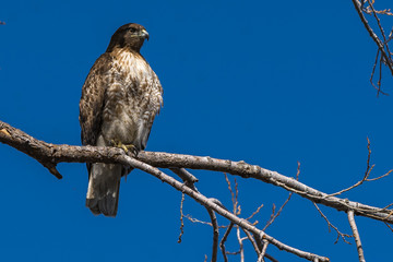 Red-tailed hawk sitting on a branch hawks in trees