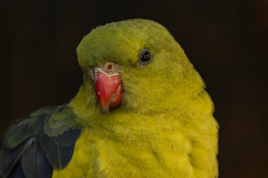 Portrait of parrot. The regent parrot or rock pebbler is a bird found in southern Australia. Polytelis anthopeplus