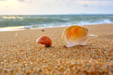 Seashells on the seashore