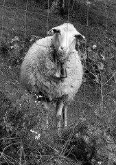 Black and white photograph of a lonely sheep